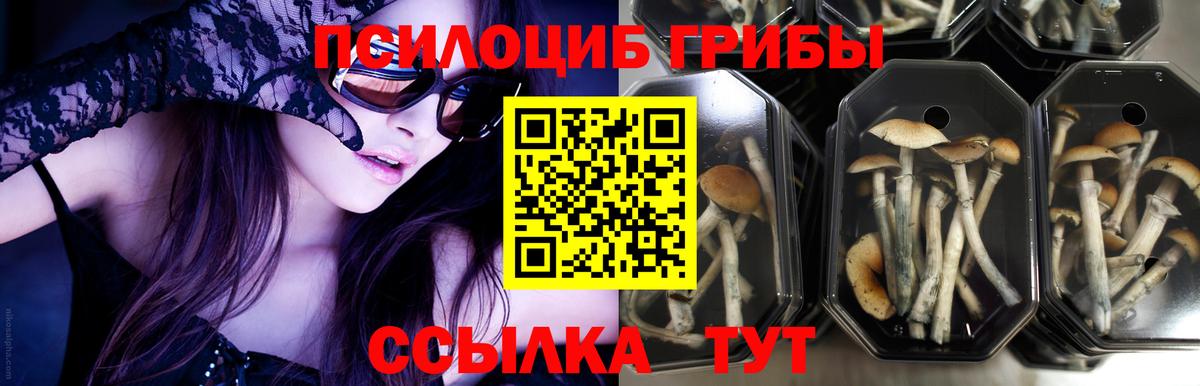 Псилоцибиновые грибы Cubensis Горячий Ключ